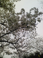 住んでいる団地の敷地内の桜の巻。