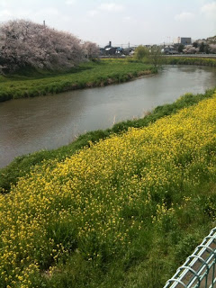家の近くで見た元荒川の桜と菜の花