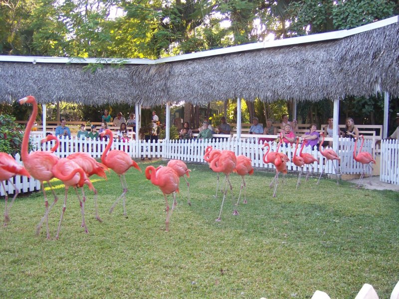 In Orbe Terrarum: Flamingos nas Bahamas