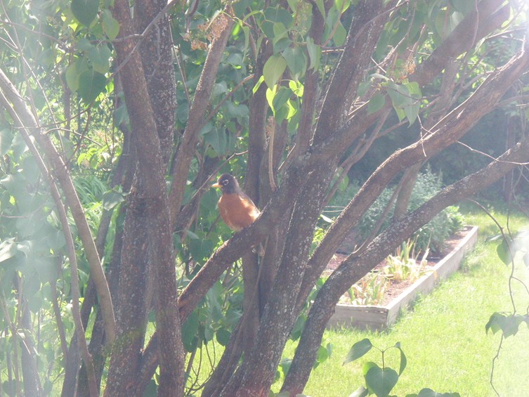[Momma+Robin+watching+over+nest.JPG]