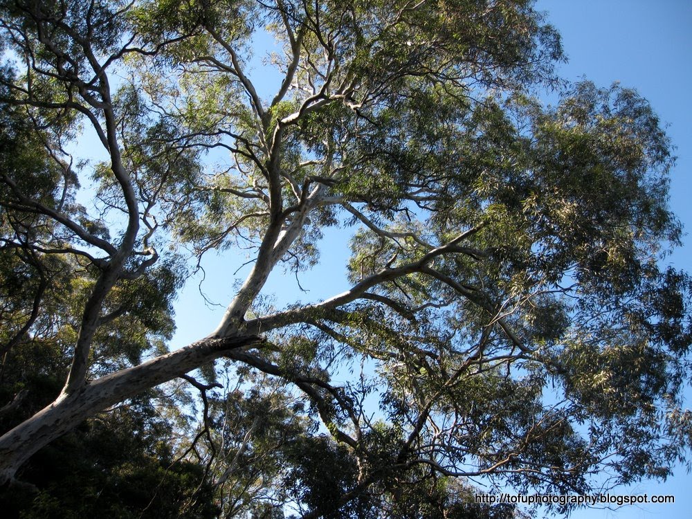 Tofu Photography Two Canberra trees