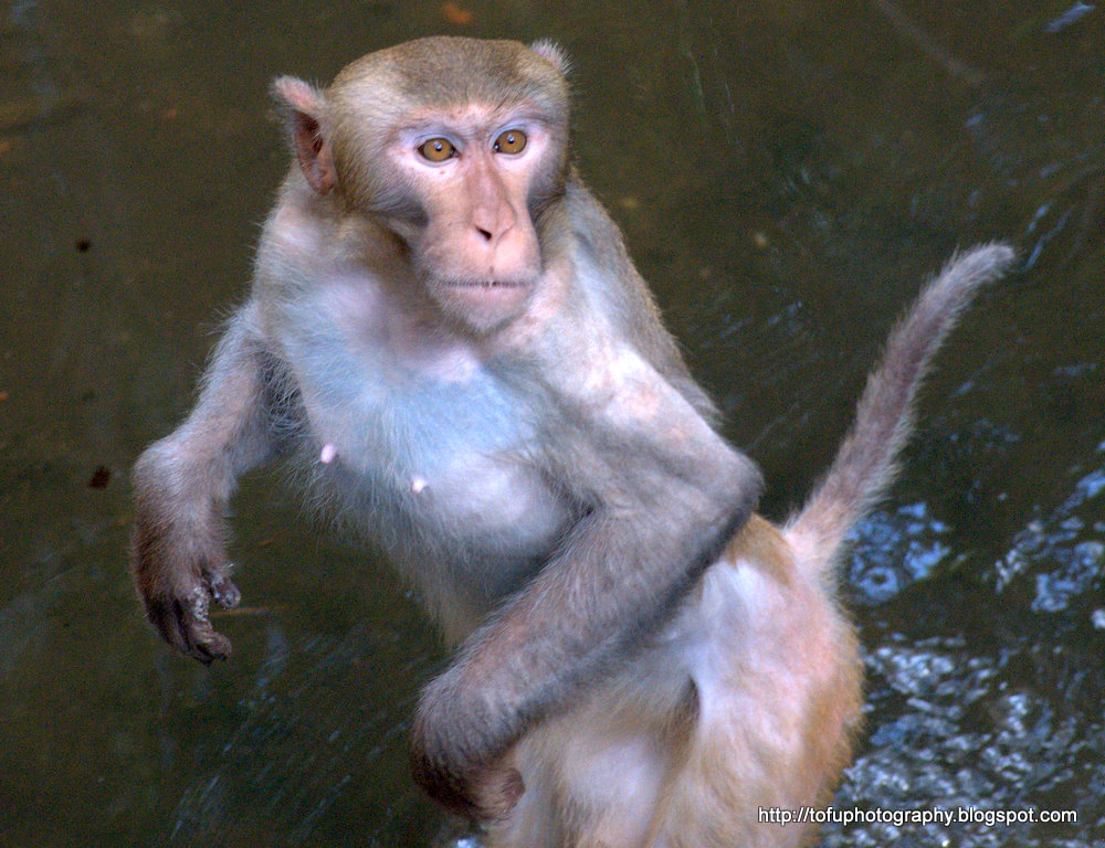 Tofu Photography: Monkey