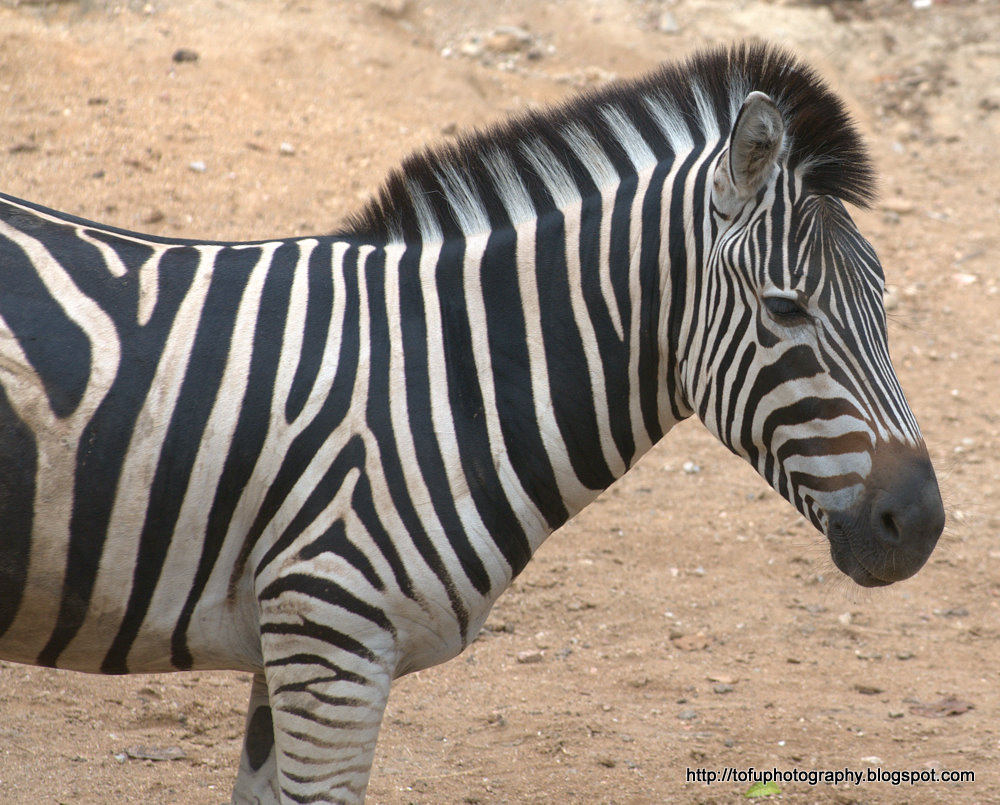 Tofu Photography: Zebra