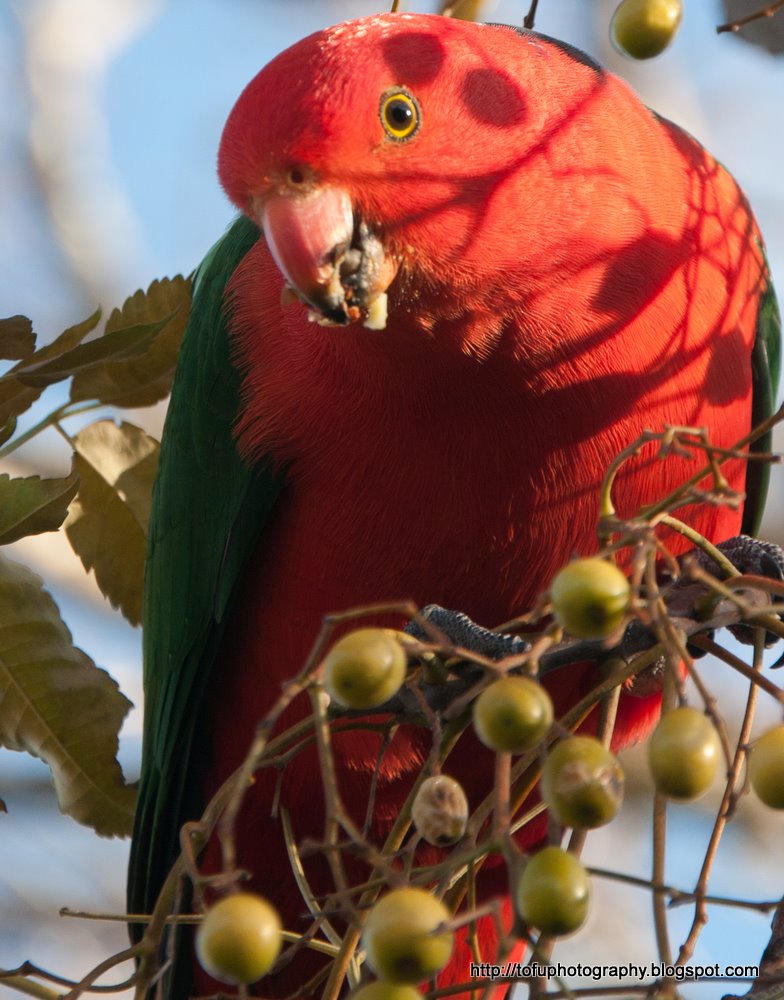Tofu Photography A king parrot