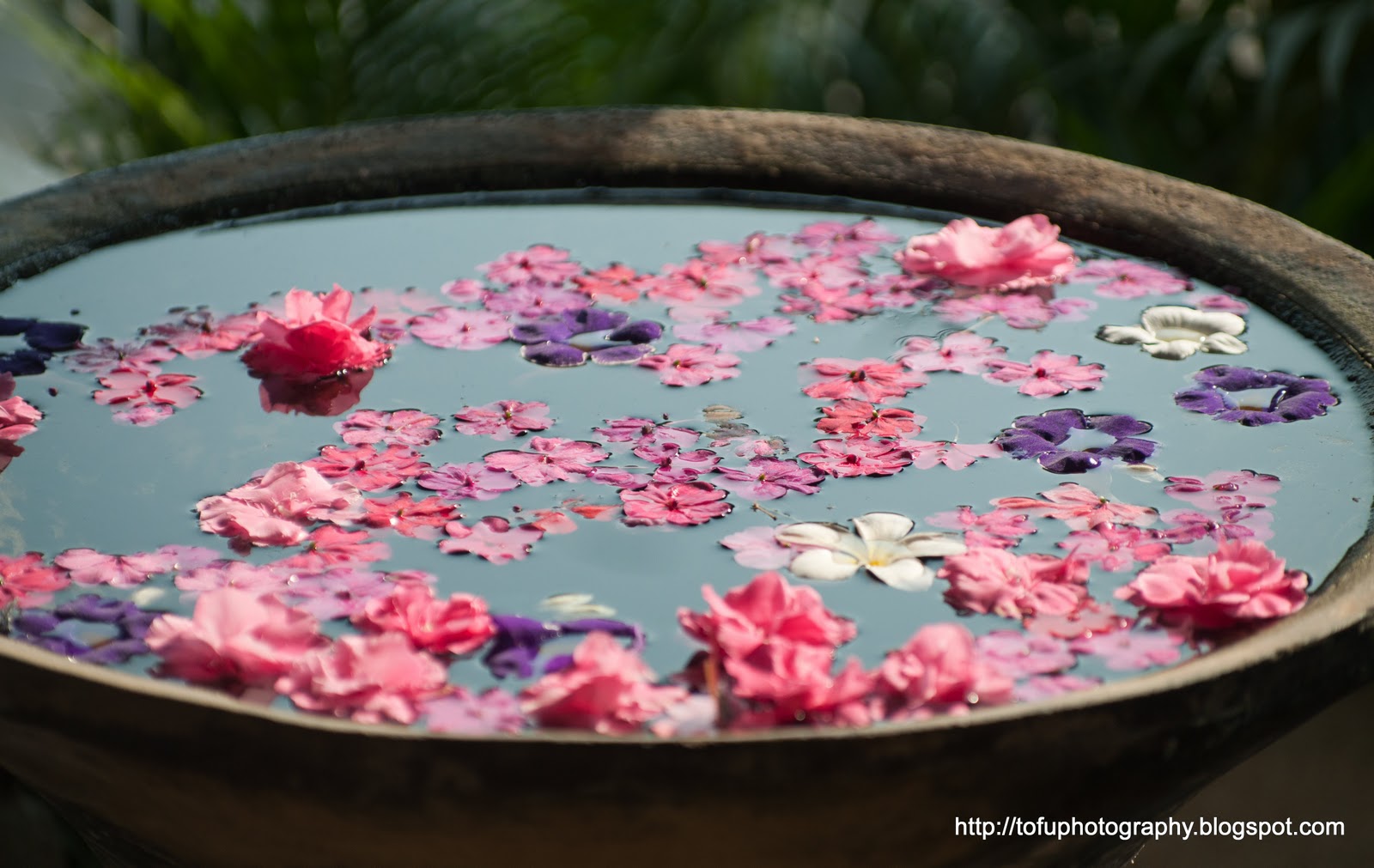 Tofu Photography Chiang Rai rose petals