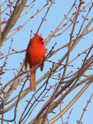 northern birds virginia neck eastern sights bluebirds really enjoyed seeing