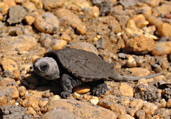[turtle.jpg]