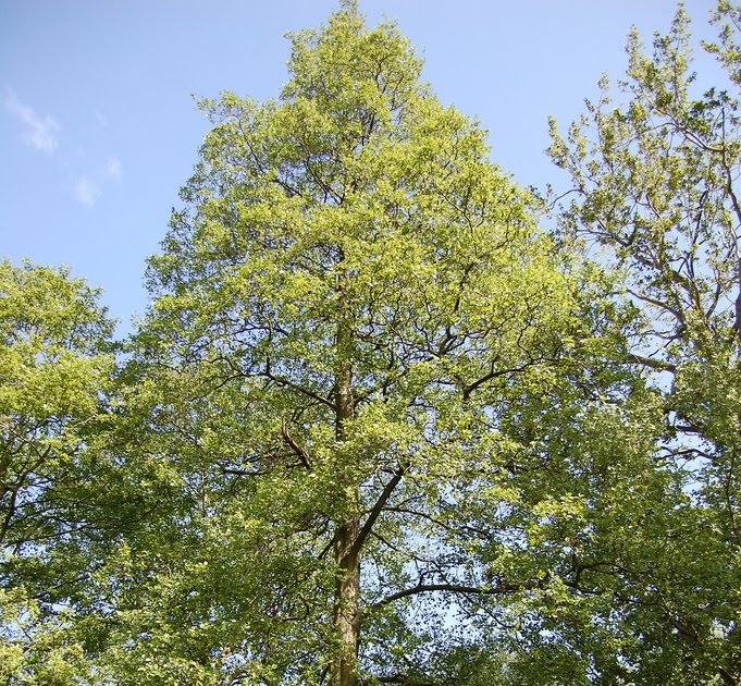 Ольха серая зимостойкость. Лдсп орех 855. Ольха кустарниковая. Мебельный цвет ольха. Арго цвет ольха.