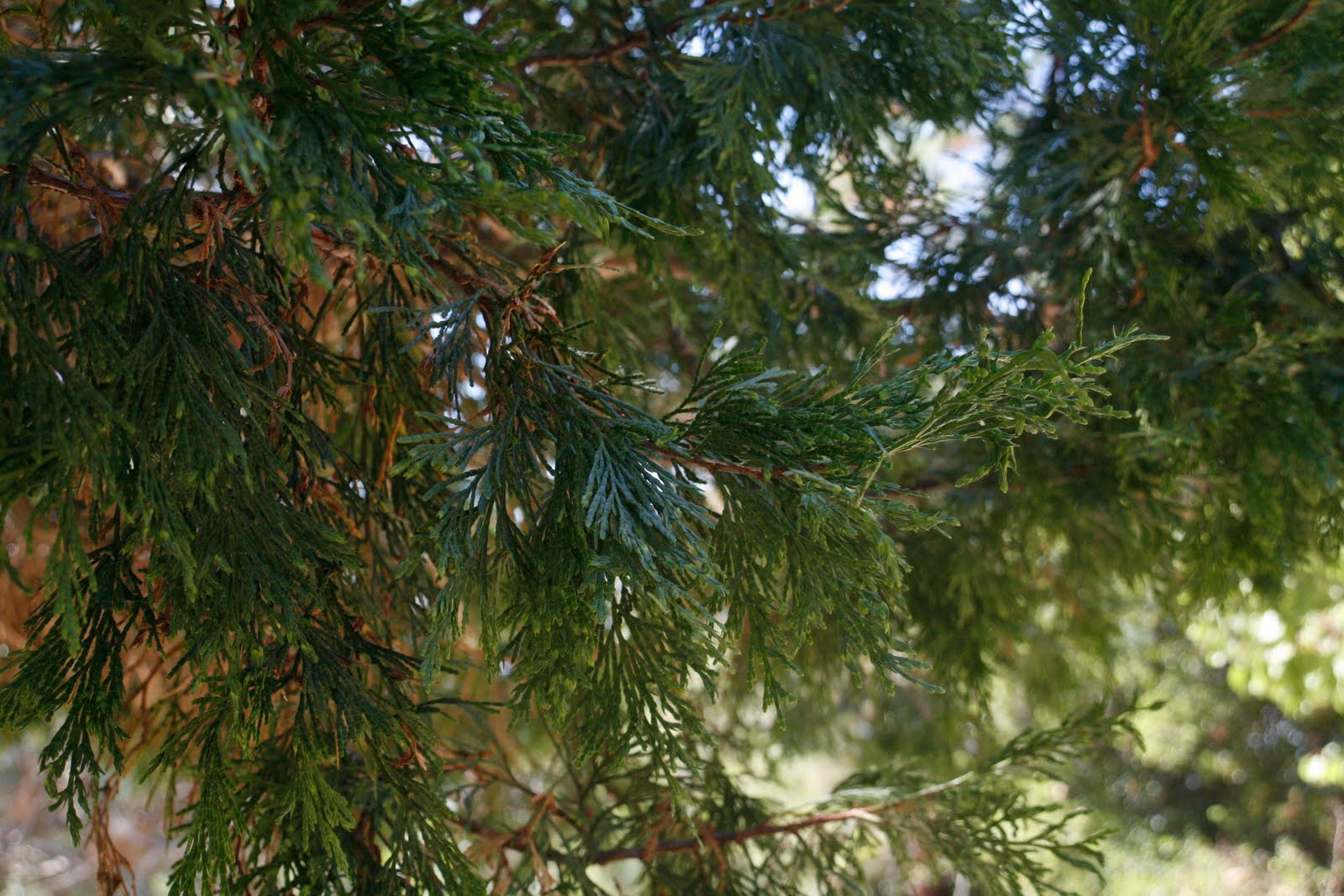 Tree Identification Calocedrus decurrens Incense Cedar