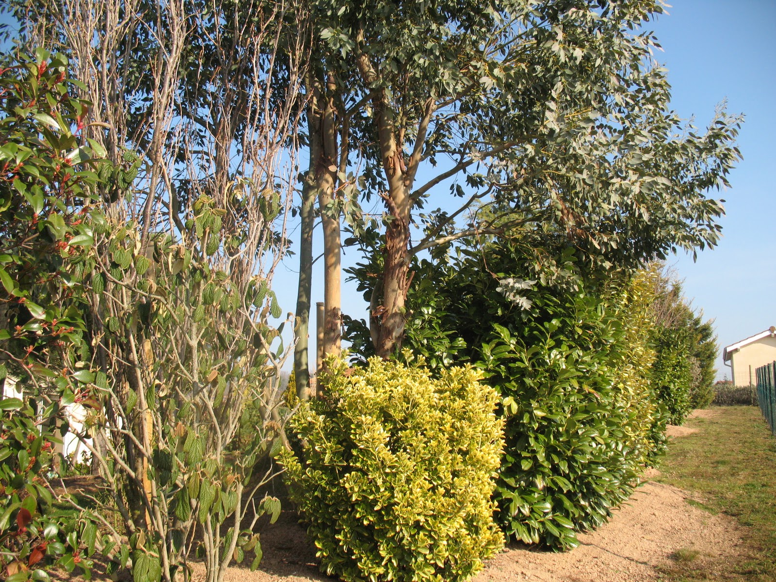 Le Douaire Ile De Vivre Tout Savoir Sur Le Troene Ligustrum