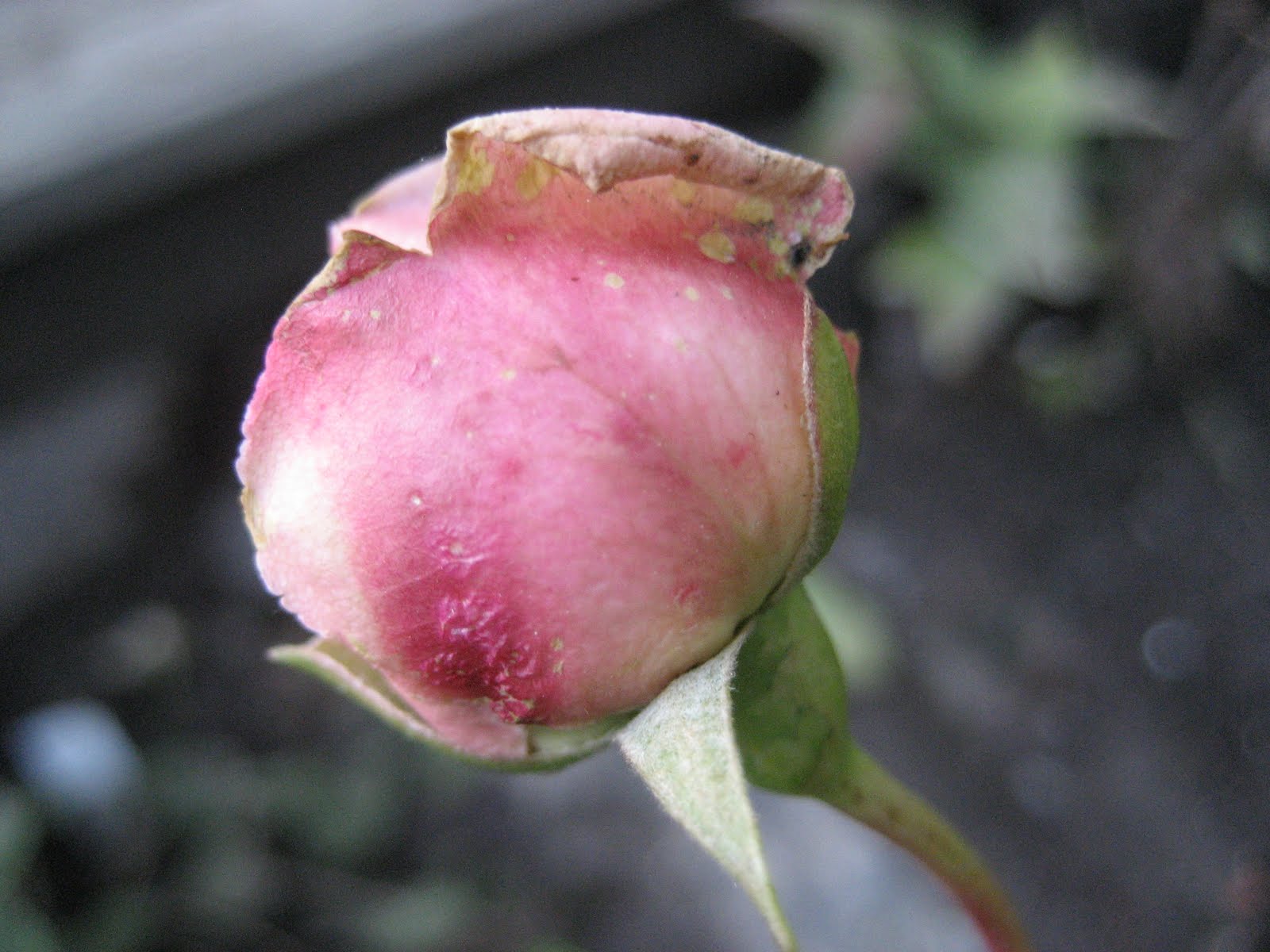 [IMG_6282.jpg]