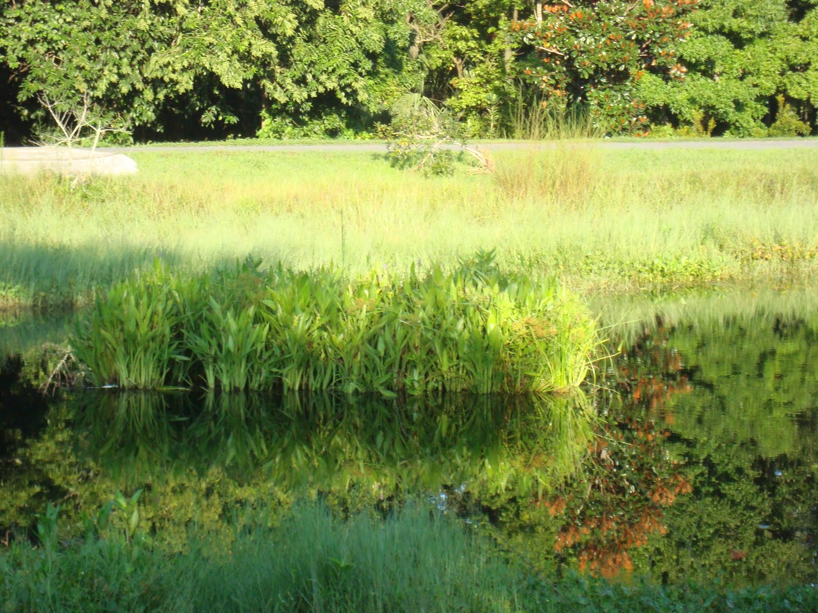 Florida Green & Sustainable BMPs: Foating Wetlands Remove Nitrogen and ...