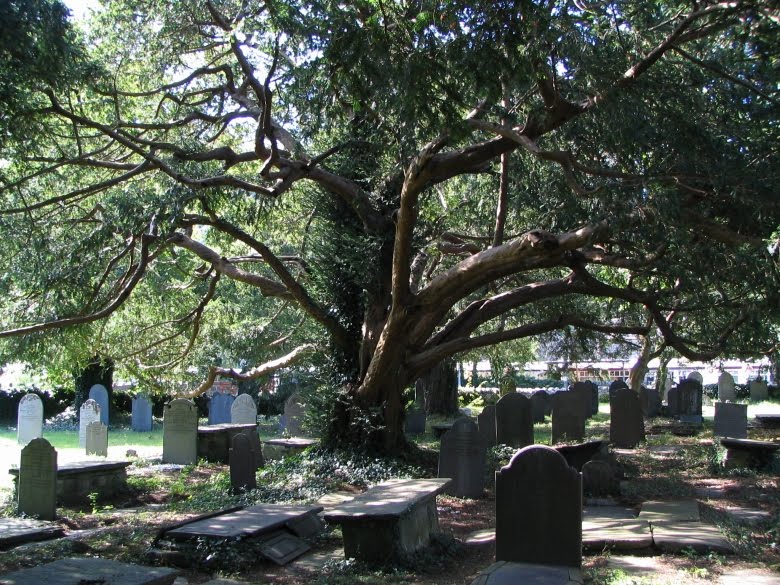 SilentOwl The Yew Tree