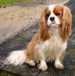 king charles cavalier lifespan king charles cavalier lifespan