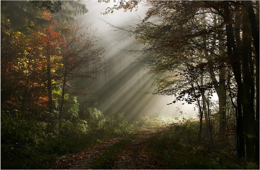 Physics is fun! Diffraction of white light through the tree leaves