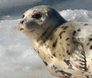 foca della groenlandia