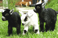 I heart goats