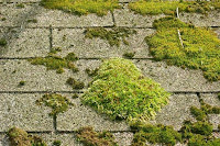 Roof moss