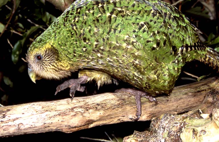 [Kakapo+on+branch.jpg]