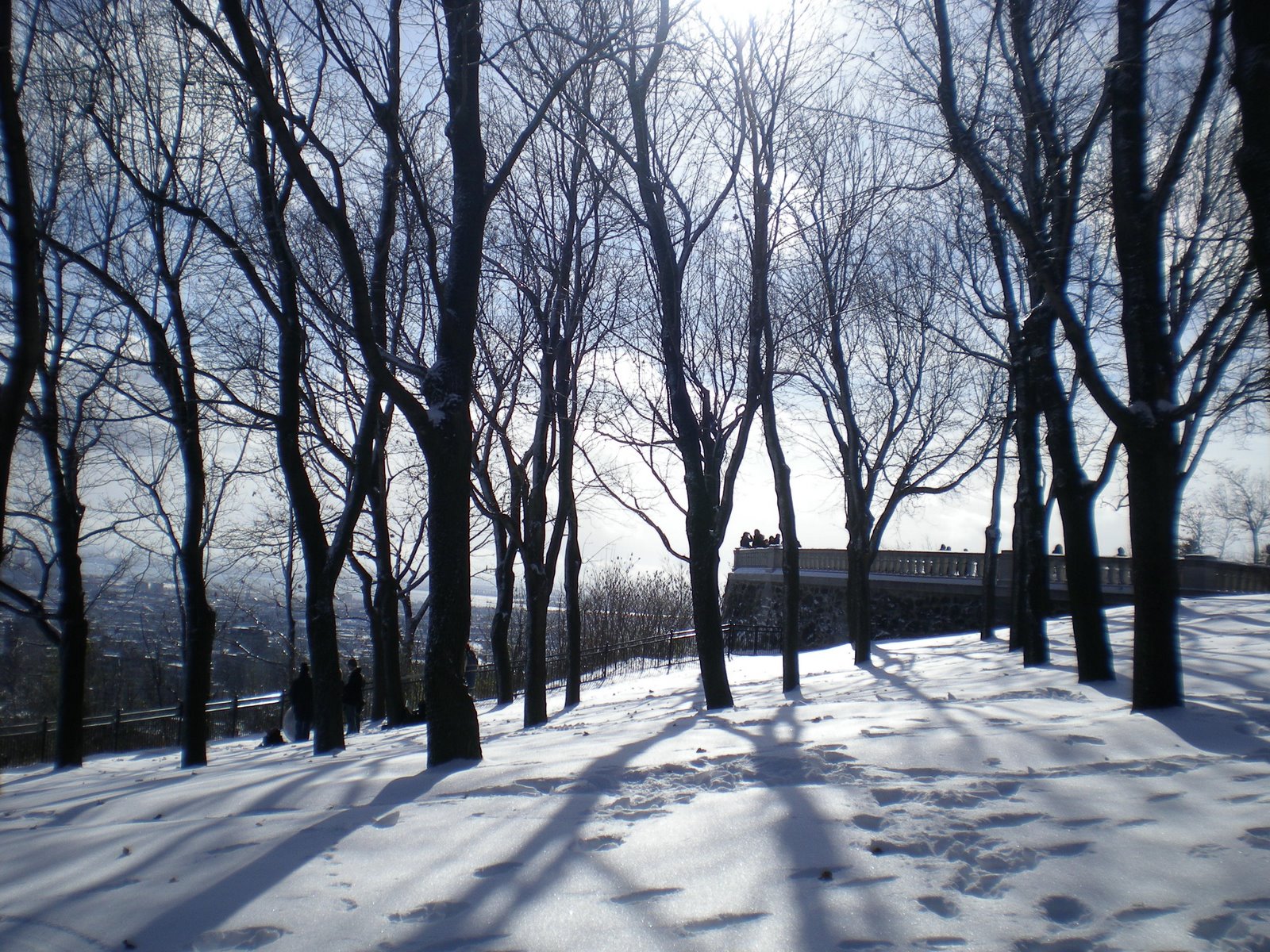 [mont+royal+182.jpg]