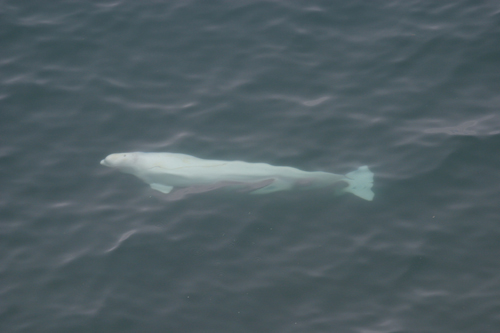 [beluga006.jpg]