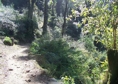 dzongri-goecha-la-trek