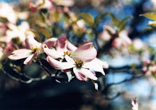 Pink Dogwood