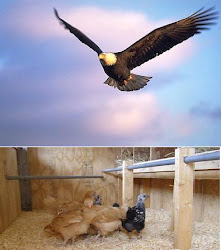 eagle chicken vs mentality which mediocrity speaking sam above welcome