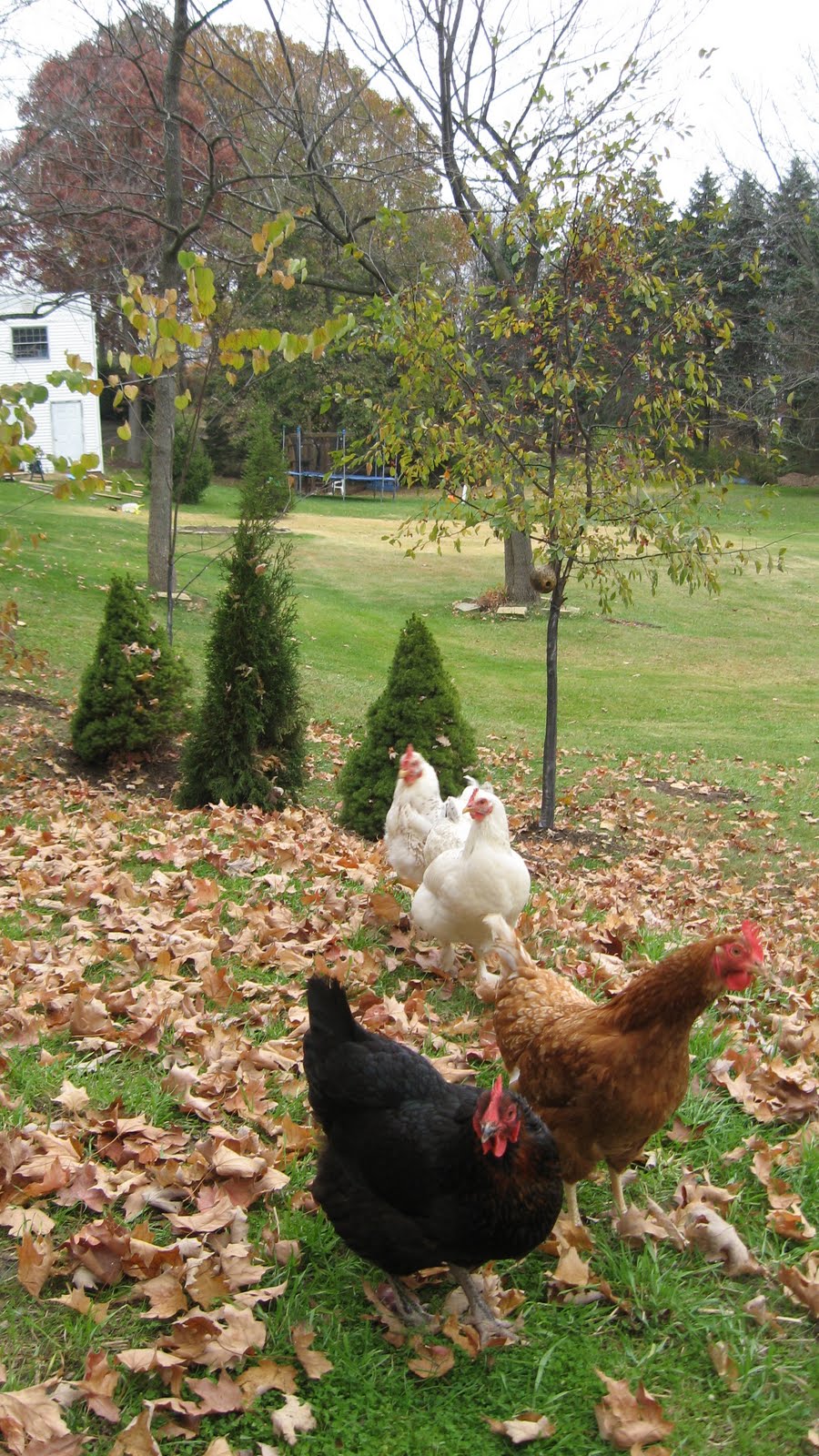 Weeds and Kids Front yard chickens, yeehaw!