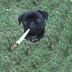 Mas tu queres ver?!?