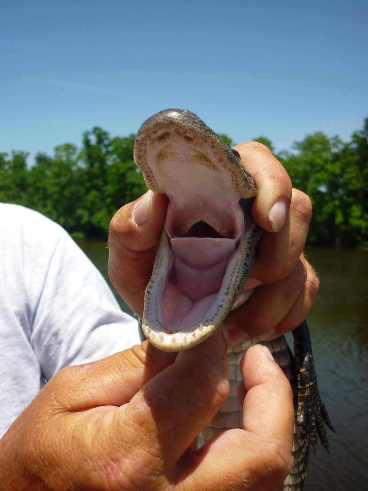 bouboublog little alligator, 2 years old