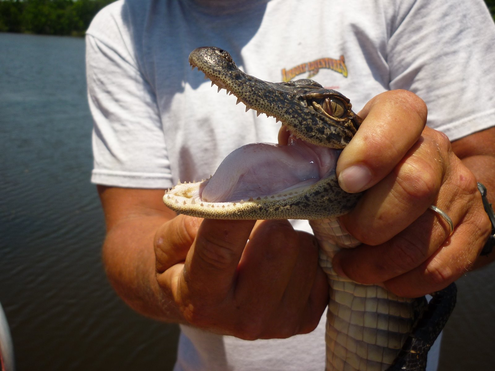 bouboublog little alligator, 2 years old