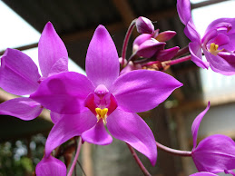 Costa Rica orchids