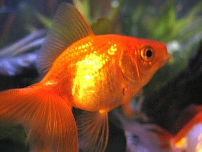 goldfish tank. tank. goldfish