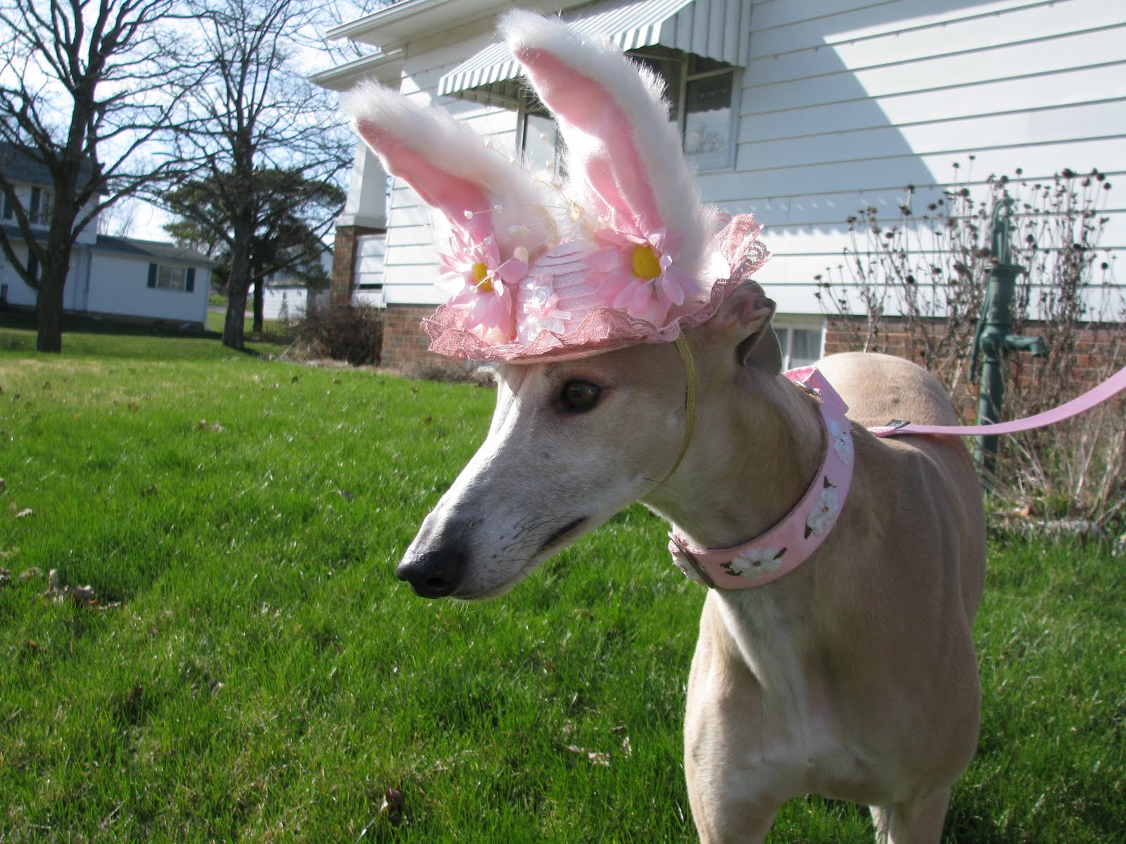 Tales and Tails Wordless Wednesday 3/31 In My Easter