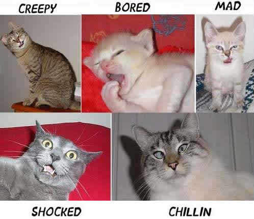 [cat+emotions.jpg]