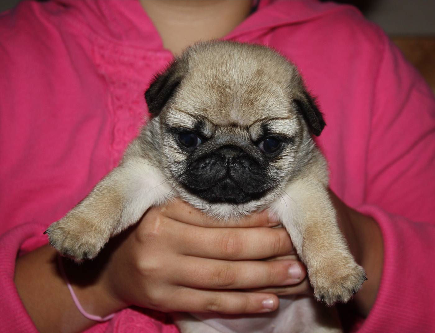 Journey with Pugs: The cutest Pug puppy in the world