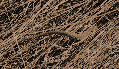 snake-tips-DSC_7982.jpg