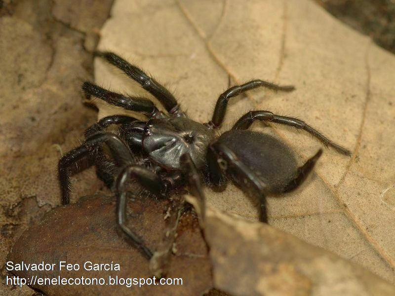En el ecotono: La araña negra de Los Alcornocales y el Pinar del Rey