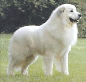 Great+Pyrenees+Dogs+Breeds.jpg