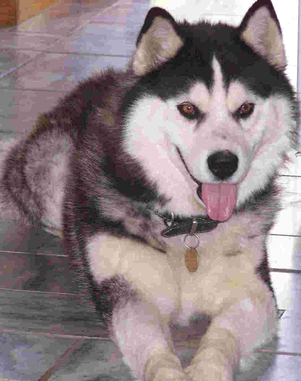 Dog Breed Gallery Colors of the Siberian Husky