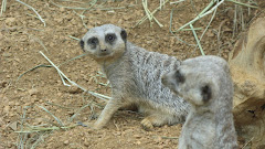 Zoo day with the grandchildren