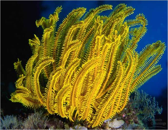 Contoh Hewan Invertebrata Dan Alat Ekskresinya - Contoh O Contoh Hewan Invertebrata Dan Alat Ekskresinya - Contoh O