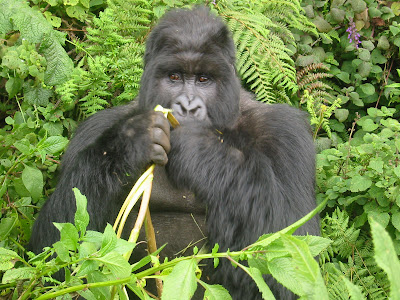 Mountain gorilla feeding in Rwanda