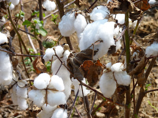 My World in a Nutshell- Bev: Them Old Cotton Fields Back Home