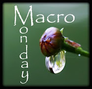 Marco Mondays