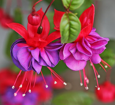Nature: Some rare varieties of Beautiful Flowers