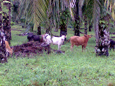Projek Penternakan Lembu