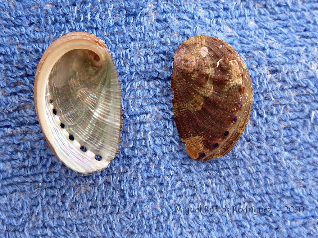 Naturaleza y Fotografía en Motril: Oreja de mar (Haliotis tuberculata )