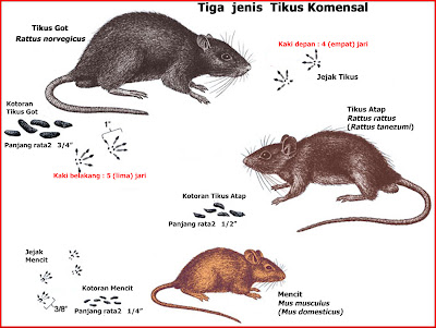KONSULTAN PENGENDALIAN VEKTOR PENYAKIT DAN PENGENDALIAN HAMA: TIKUS KOTA
